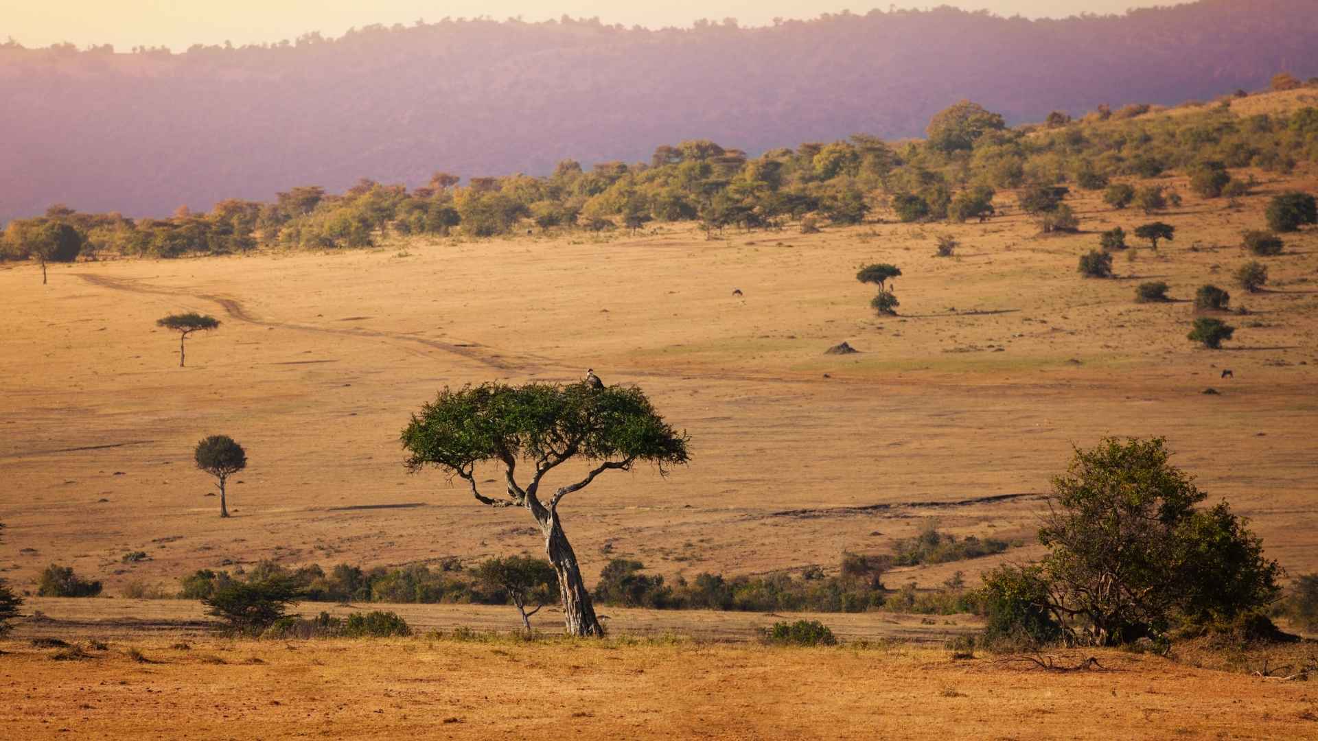 Maasai Mara
