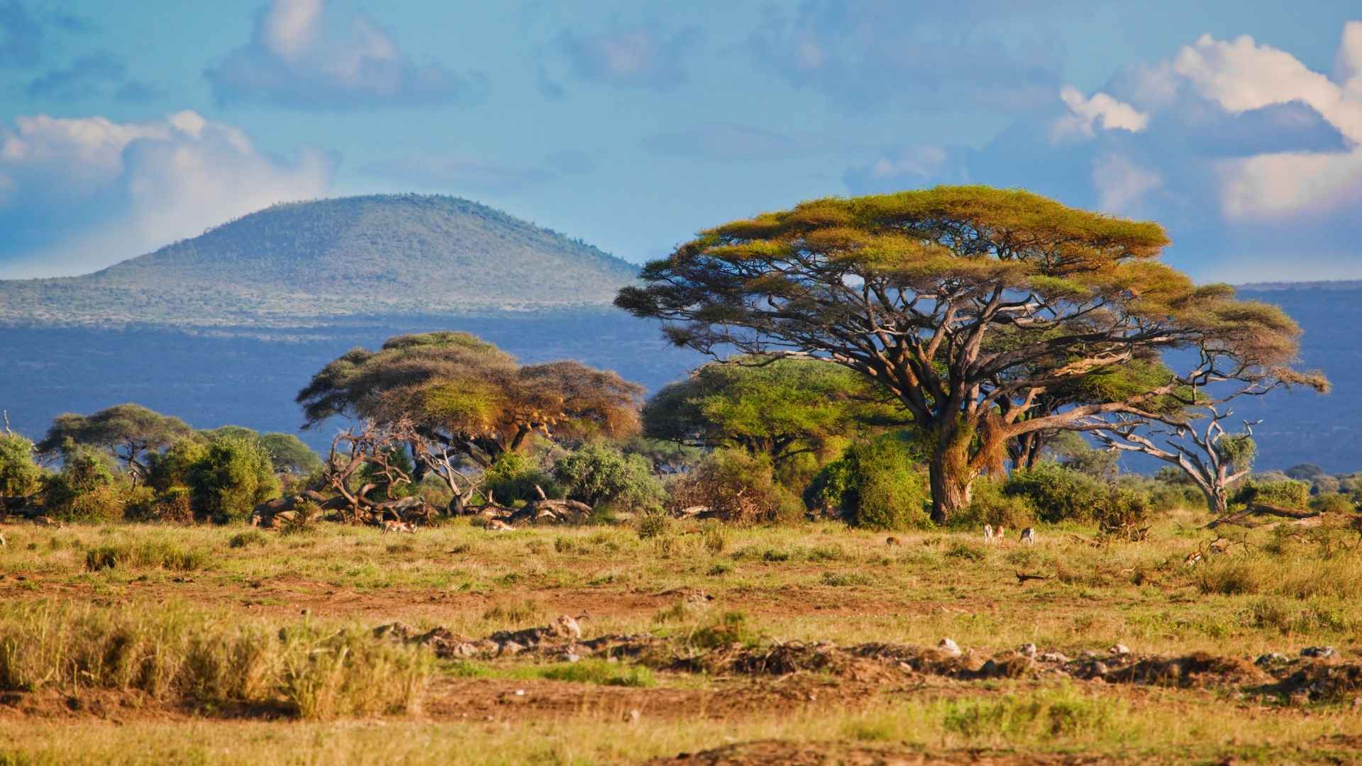 South Africa 1