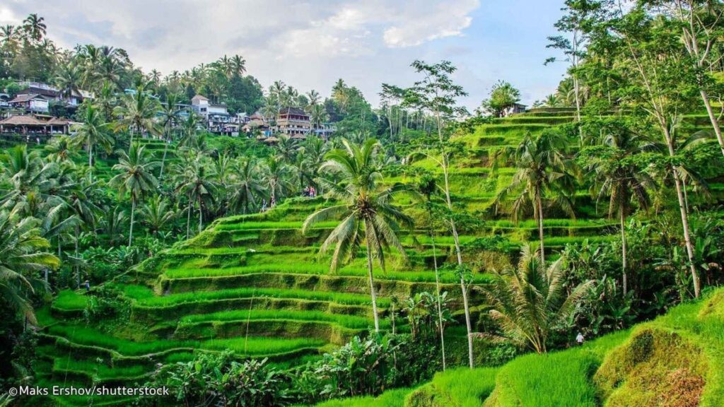Ubud Tour Bali Private Day Trip: Prices, Itinerary and How to Book 3 Before You Book