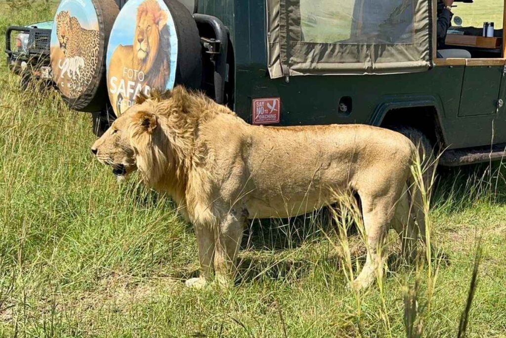 Masai Mara Safari from Nairobi