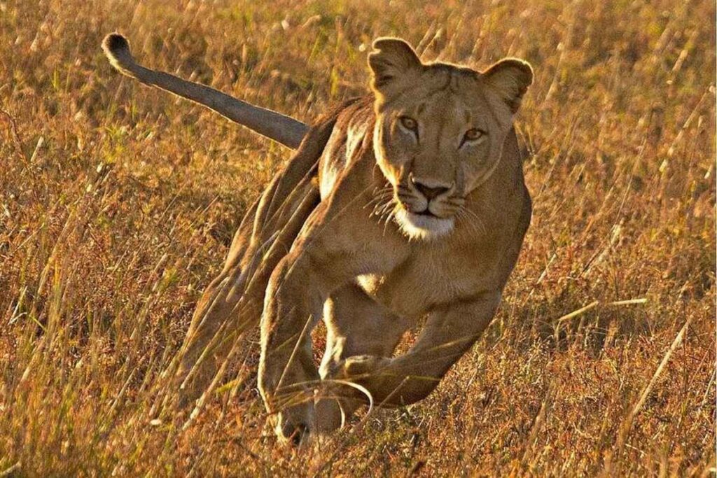 Masai Mara Safari from Nairobi book