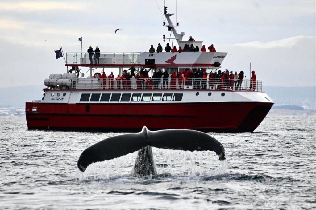 Whale Watching Reykjavik Price