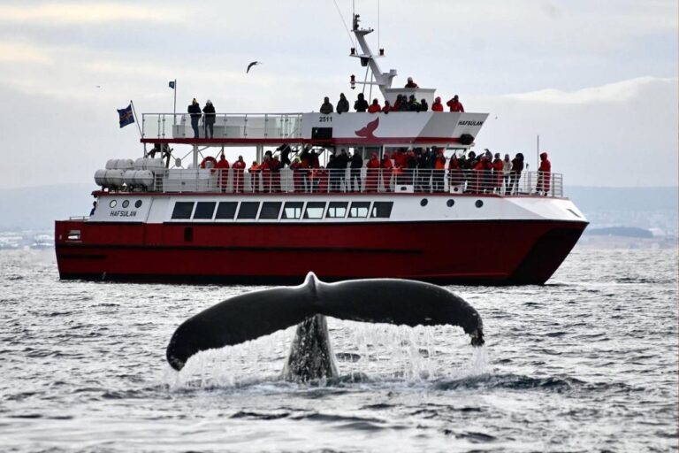 Whale Watching Reykjavik Price
