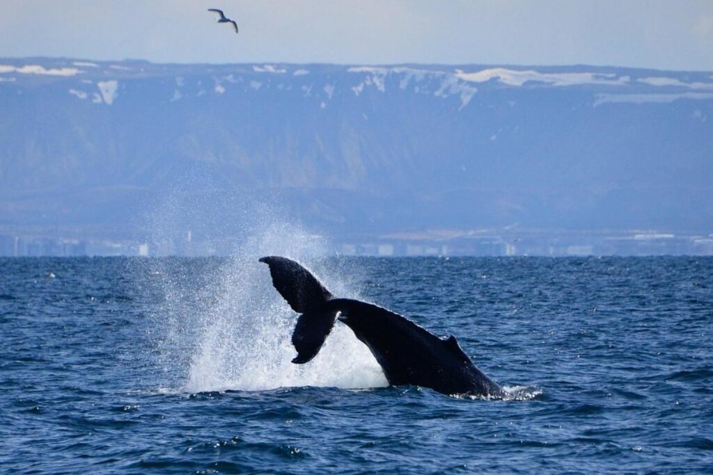 Whale Watching Tour: What You'Ll See