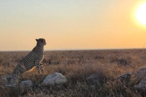 Tanzania Luxury Safari Price