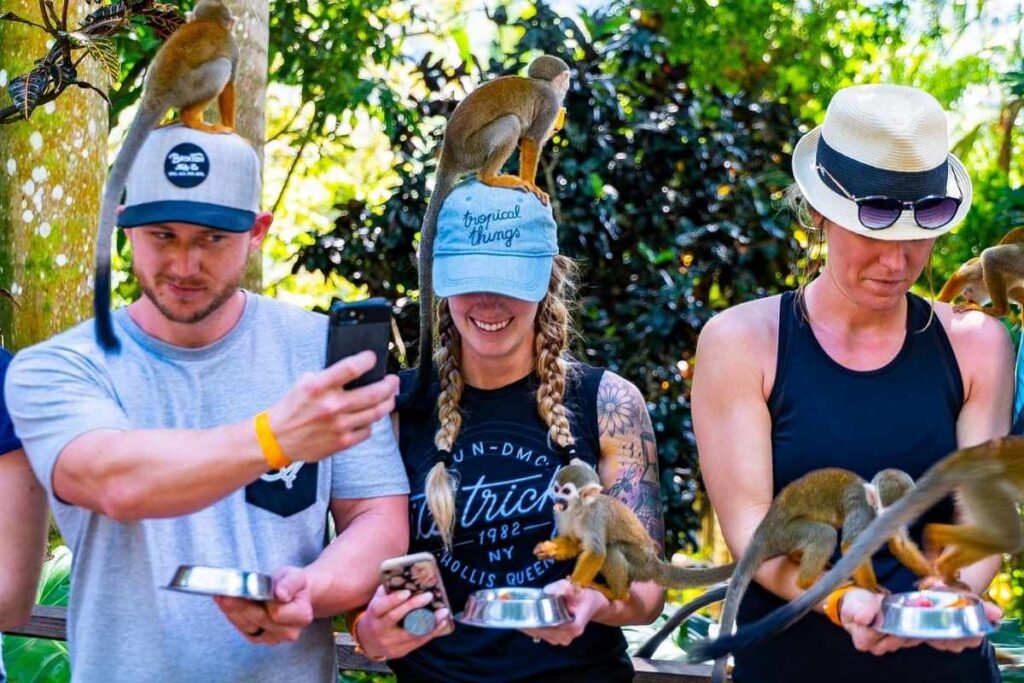 Monkeyland and Plantation Safari Tour