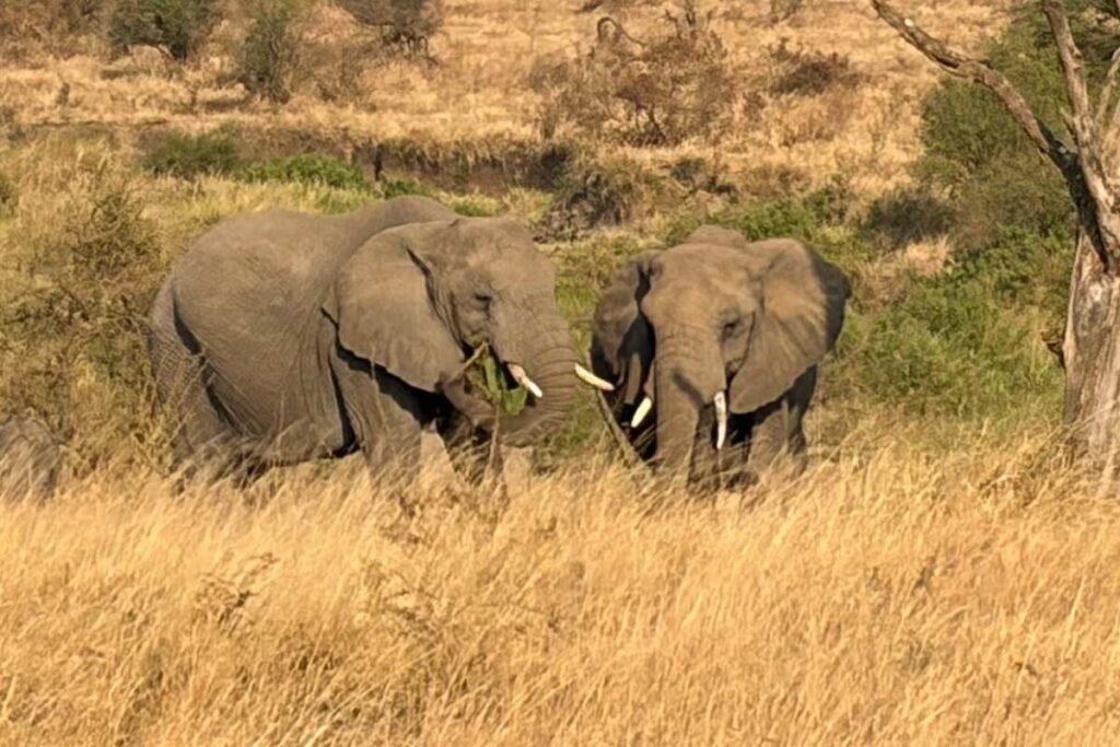 Elephants On The Lake Manyara National Park