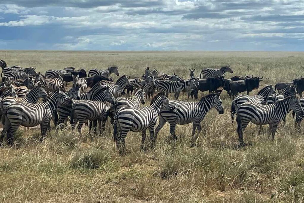 Tanzania Luxury Safari Price Information