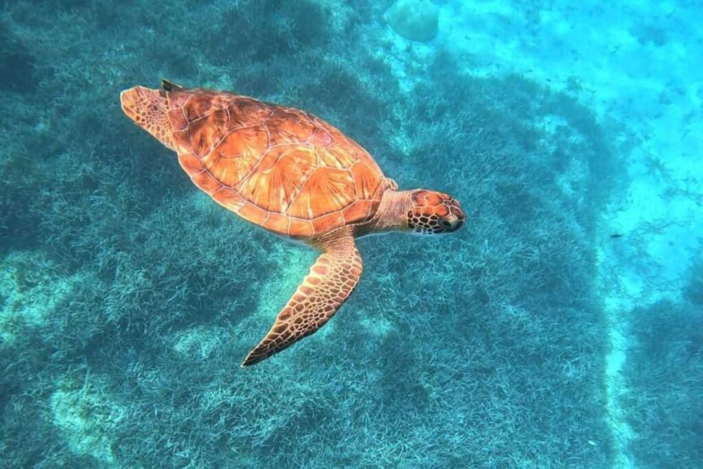 turtle on the blue lagoon, ayia napa cyprus
