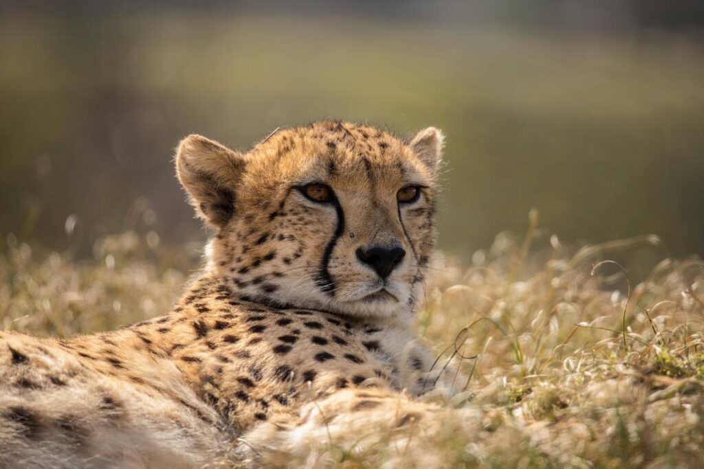 cheeta, masai mara