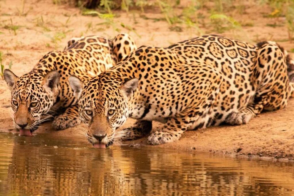 jaguars in pantanal brazil best safari destinations