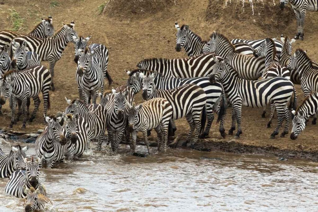 mara river crossings, great wildebeest migration