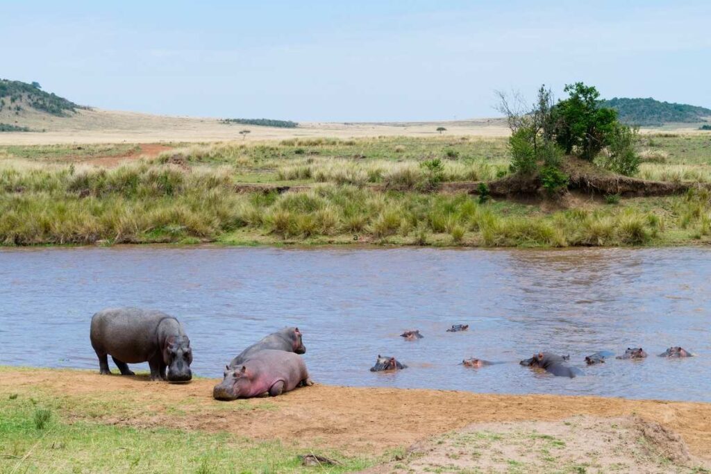 hippos in the mara river