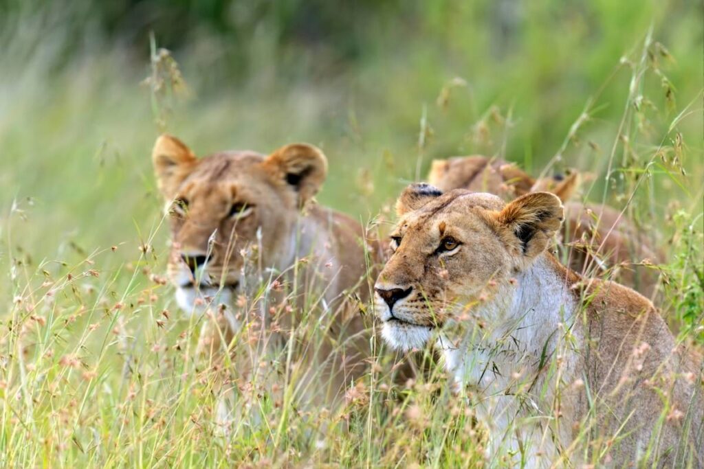Masai Mara National Reserve, Kenya