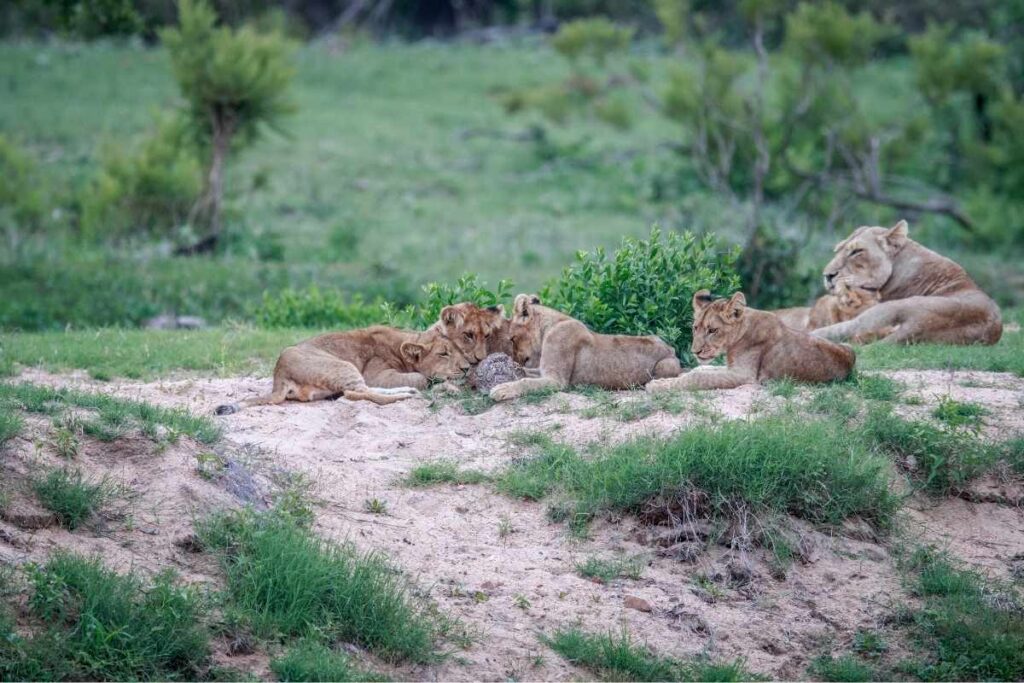 Lions, one of the big 5 in masai mara