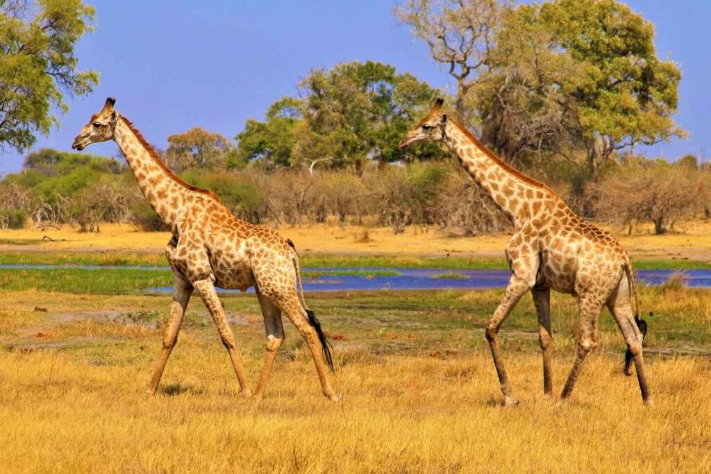 Okavango Delta, Botswana