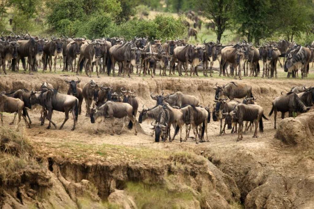 Serengeti National Park, Tanzania