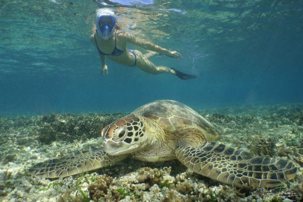 snorkel amedee island noumea new caledonia