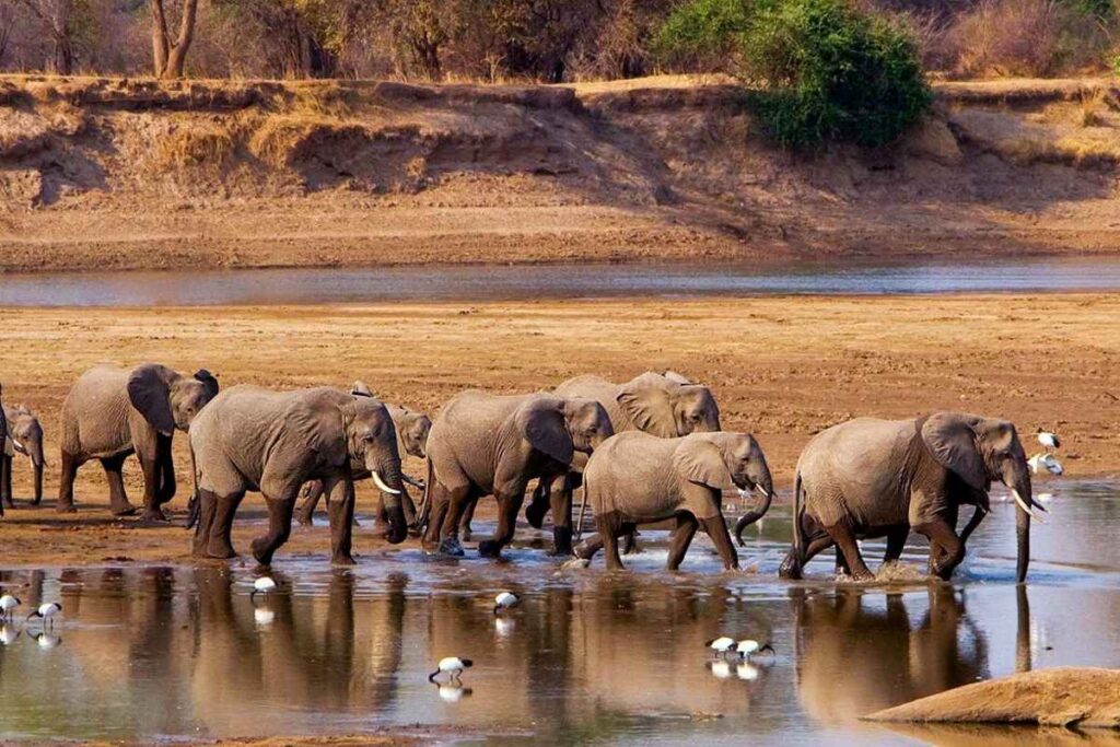 south luangwa national part best safari destinations in the world
