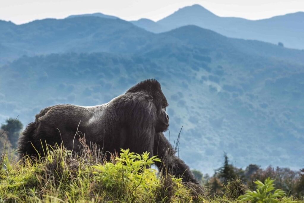 Volcanoes National Park, Rwanda