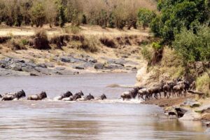 What Wildlife Can Be Seen in Masai Mara